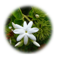 Jasminium officinale